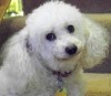 Pets of the week