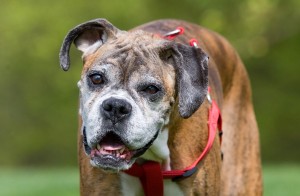 Local dog gets experimental treatment for brain tumor