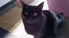 Pets of the week