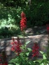 The bright red cardinal flower livens up the shade