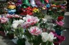 Alsip home and garden tulips
