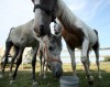 County police rescue abandoned horses 