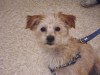Pets of the week