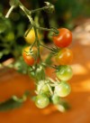 It's tomato planting season