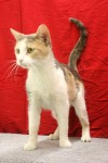 Pets of the week