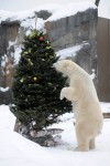 Even animals deserve a holiday treat