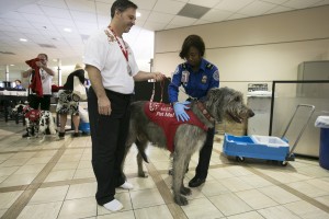 Free airport therapy has a cold nose, wagging tail