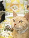 Neighbor rescues 21 cats  