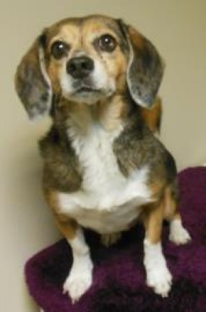 Pets of the week