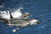 Chicago aquarium welcomes new white-sided dolphin