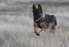 True blue on the street and at home: Police dogs earn their keep