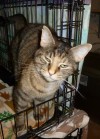 Pets of the week
