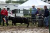 Windy City Rodeo
