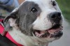 Lake County Animal Control Shelter | Flower
