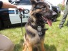 New K-9 joins Crown Point ranks
