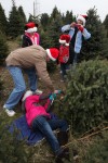 Cut your own Christmas Tree