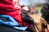 Pit bulls put their best paw forward at Chesterton walk