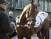 I'll Have Another takes aim at Preakness win  