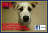 Pets of the week