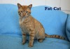 Pets of the week