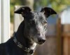 Pets of the week