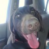 Pets of the week