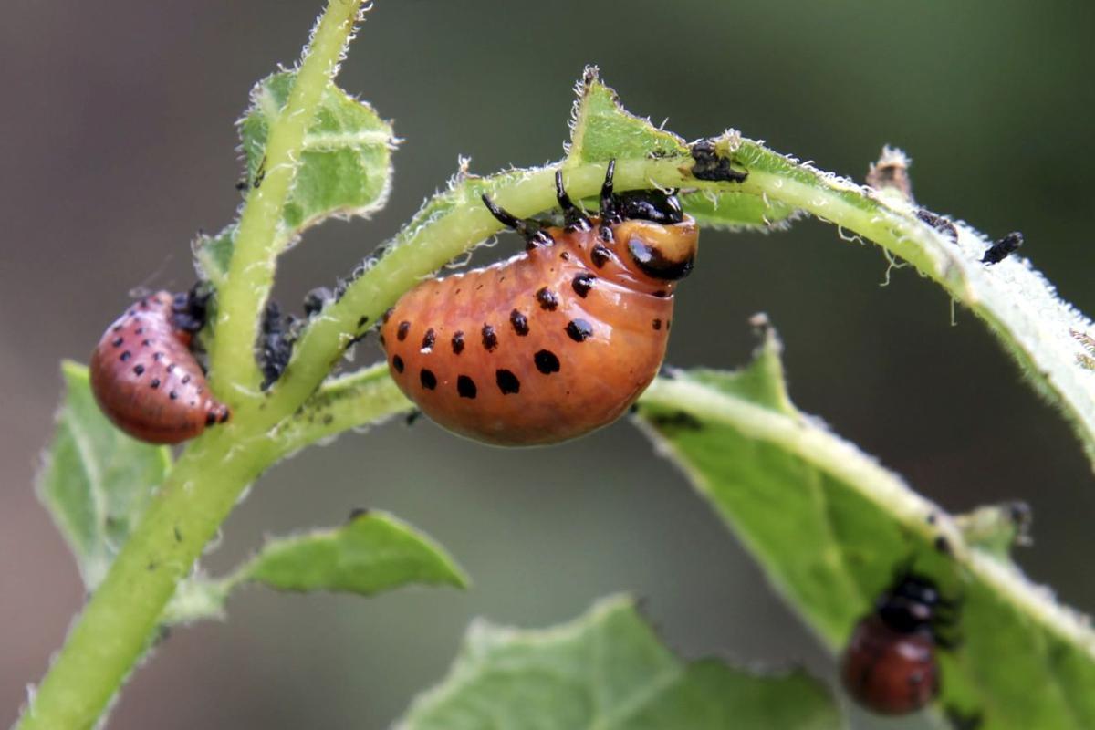 Tips for keeping unhelpful insect and animal pests out of the garden
