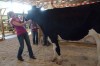 4-H'ers 'sold' on fair