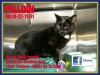 Pets of the week