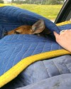 Rescuer left heartbroken over euthanized fawn
