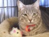 Pets of the week