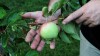A Munster gardener shares his abundant yield of fruits and vegetables