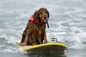 Dogs day afternoon: dress your pooch for the beach