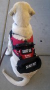 Service dogs lend a helping paw