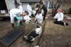 About 35 dead, living dogs found in feces-filled home
