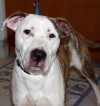 Pets of the week