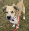 Pet of the week: Oreo