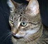 Pets of the week