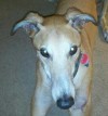 Pets of the week