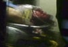 Boston Marathon Explosions