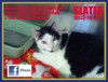 Pets of the week