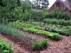 (Nearly) weedless gardening is possible