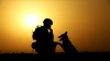 TV special shows glory, trauma of military dogs