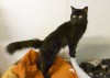 Pets of the week