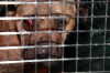 Eight in custody after cops bust alleged Dolton dogfighting ring