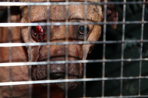 Cops: 8 in custody after officers bust Dolton dogfighting ring