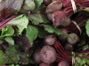 Gardening-Fast Food