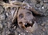 head.jpg