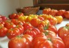 Gardeners make plans with no certainty in forecast