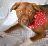 Pets of the week